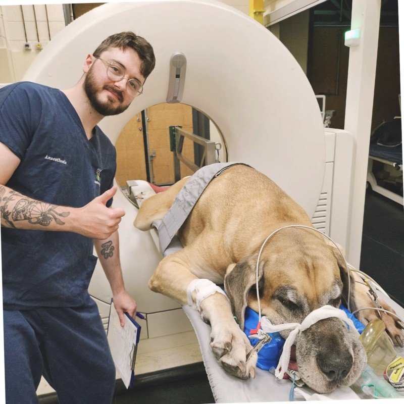 Matthew Dillon, RVN, BSc VN (Hons), PGCert AVN (Anaesthesia), PGCert Clinical Education